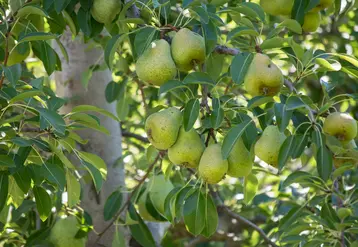Malgré une fenêtre d'exportation vers l'Europe qui se réduit, les Argentins vont parier encore de nombreuses années sur la poire William’s.
