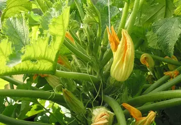 Certaines variétés de courgette précoce présentent un déficit important en fleurs mâles à partir de mi-mai.