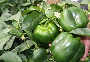 La pression des virus pèse sur le choix des variétés de poivron : les producteurs privilégient celles dotées de résistances.