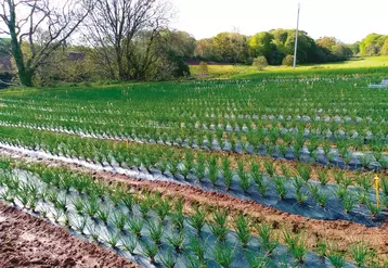 La fusariose, susceptiblede se transmettre par le sol oupar les plants, est problématique sur cultures d'échalote et d'oignon.