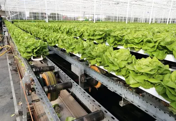 9,8 ha sont désormais consacrés à la salade en hydroponie au sein de la coopérative Réo Veiling. Un producteur a doublé ses surfaces en 2021.