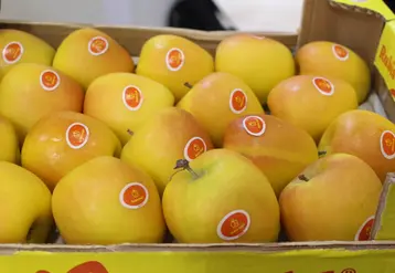 130 ha de Rubis Gold sont plantés au sein de terroirs où elle peut exprimer son caractère.