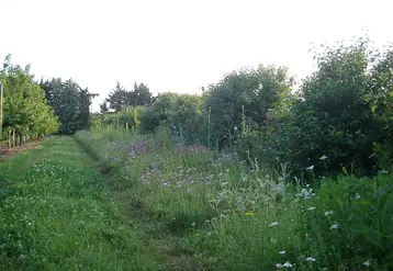 Une bande fleurie en bordure de parcelle associée à une haie d'arbustes est une démarche agroécologique à valoriser en participant aux Trophées de l'agroécologie 2022. 