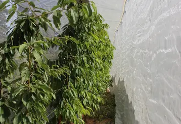 Le projet SysABC vise à mettre en place plusieurs systèmes de conduite de cerisiers en agriculture biologique correspondant à plusieurs stratégies de protection vis-à-vis des bioagresseurs, notamment Drosophila suzukii. 