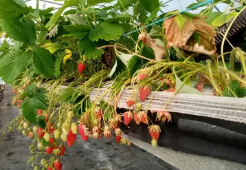 Un essai de lutte contre le Phytophtora cactorum utilisant des microorganismes commercialisés et homologués est en cours.