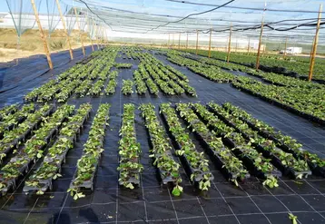 Améliorer la qualité du plant