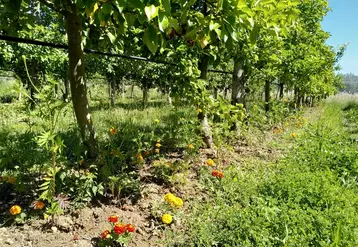 Un mélange de variétés de tagètes plantées sur le rang est testé comme plante répulsive contre les pucerons.