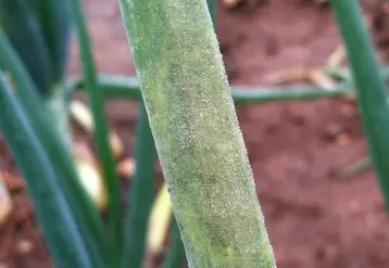 Des taches allongées et jaunâtres apparaissent sur les feuilles et se recouvrent de mycélium.