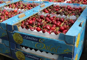 La taille, la fermeté et la fraîcheur en rayon sont des critères de qualité essentiels pour la cerise.