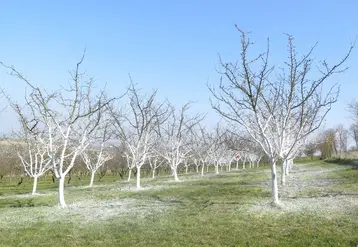 L’application de chaux sur le bas de l’arbre, ou mieux sur la totalité de l’arbre, a une efficacité variable sur le nombre de cochenilles présentes.