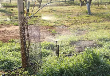 Sans irrigation, les productions de fruits et légumes sont perturbées par les fortes chaleurs.