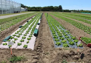 Les essais confirment que le nouveau paillage papier testé  pourrait présenter de l’intérêt pour lutter contre l’enherbement en salade.