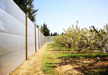 Le filet périphérique de la station Sud Expé, positionné autour d'une parcelle de 2500 m², montre une efficacité prometteuse contre Drosophila suzukii en complément d'une protection phytosanitaire allégée.