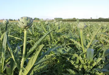 La moitié des producteurs d'artichaut interrogés utilisent des bi­neuses de trois à cinq rangs pour biner leurs drageons.
