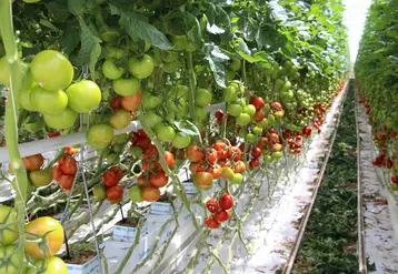 Les producteurs de tomate sous serre sont très inquiets de l’augmentation du prix du gaz.