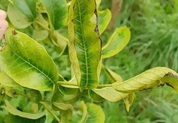 Le suivi des arbres par analyse de sève permet de corriger les carences avant qu'elles ne soient visibles à l’œil nu.