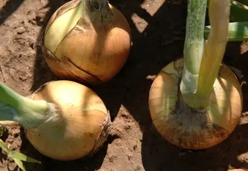 Le stade "tombaison" est un critère commun à tous les producteurs d'oignon pour déterminer la récolte et optimiser la conservation des oignons de garde.