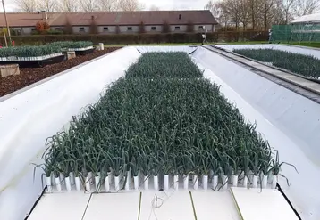 Une installation pilote de culture du poireau en hydroponie a été inaugurée en octobre 2021, sur la station de recherche belge Inagro.