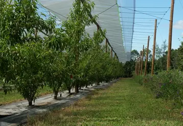 EcoPêche 2 mobilise une combinaison de leviers pour concevoir des systèmes de conduite très économes en produits phytopharmaceutiques de synthèse.
