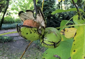 Les fruits présentent de nombreuses petites taches rondes brun-noir limitées au brou.