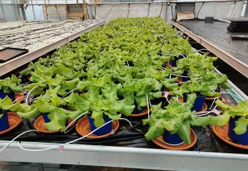 Des expérimentations ont révélé les bienfaits des biostimulants sur la croissance, la qualité, la récolte ainsi que la tolérance des laitues à différents stress abiotique.