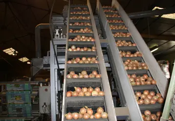 Le prix des oignons devrait être majoré d’au moins 26 centimes par kilo pour faire face aux surcoûts de production.