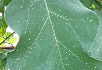 L’apparition, le développement et le cycle biologique de l’altise sont aujourd’hui mieux maîtrisés.