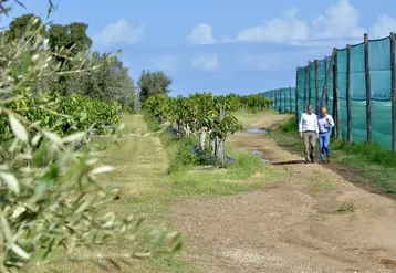 Antonio Collura et Luigi Tripodo, agronome, dans un verger de manguiers protégé, côté mer, par des filets.