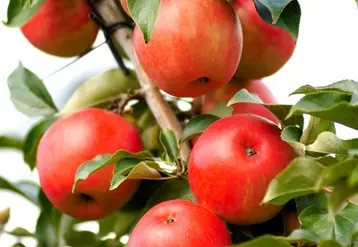 Honeycrisp cov fait partie des variétés modernes suscitant de l'intérêt dans les programmes de ­création ­variétale.