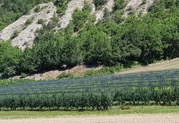 Des isotopes stables présents dans les fruits et légumes peuvent être caractéristiques du terroir de production.