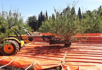 Le système par tapis déroulants couvre parfaitement le sol sans pertes même sur arbres volumineux. 