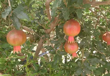 Le grenadier est une espèce naturellement buissonnante dont la formation en arbre nécessitera beaucoup de travail.