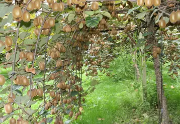 La sélection de plantes résistantes ou tolérantes à la bactériose PSA reste une priorité de sélection, notamment pour les nouveaux pays producteurs encore épargnés.