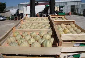 Le conditionnement en plateaux doit maintenant obligatoirement respecter la correspondance grammage/nombre de fruits ou la correspondance diamètre/nombre de fruits par emballage.
