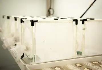 Salle d’élevage de Mastrus ridens, un parasitoïde qui s’attaque aux larves du carpocapse des pommes et poires. Un programme INRAE de lutte biologique par acclimatation est en cours pour établir ce parasitoïde sur le territoire français.