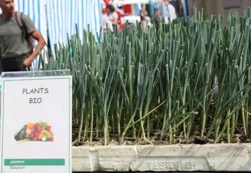 Les poireaux hybrides mais aussi les tomates type côtelées passeront en hors dérogation au 1er juillet 2023. 