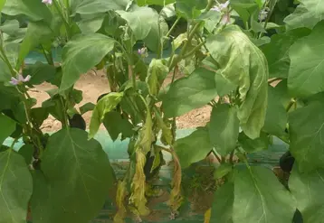 Les symptômes de jaunissement et de flétrissement entraînent une mort prématurée des plantes.