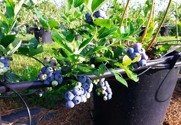 Les volumes français de myrtille ont été impactés à plus de 30 % par les dégâts de gel en 2021.