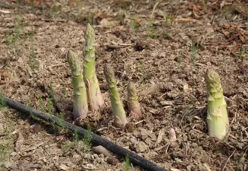 La Norvège est un débouché pour l'asperge verte de Cofruid'Oc.