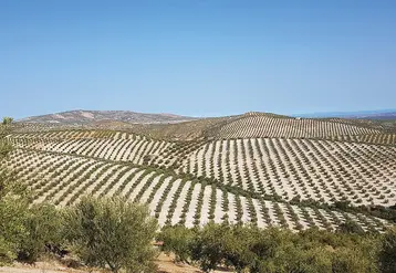 L’Andalousie est la première région oléicole d’Espagne avec plus de 1,52 millions d’hectares, soit 55 % des surfaces espagnoles. En photo, paysage oléicole de la région d'Ubeda, dans la province de Jaén.