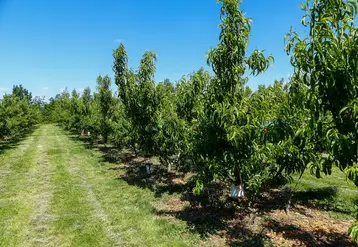 Les itinéraires alternatifs évalués dans le projet Agroécologie ont été co-construits avec les producteurs.