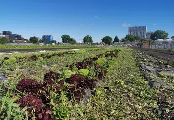 Le projet d'extension du marché de Rungis, prévu à l'horizon 2026 au nord de Paris dans le Val-d'Oise, s’installera sur quatre sites principaux sur près de 100 ha (couvrant 200 000 à 300 000 m² et 50 à 75 ha de foncier).