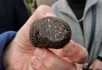 « Avec l’essor de la trufficulture et l’augmentation des superficies de truffières, les populations de Leiodes cinnamomea croissent et les dégâts se multiplient », explique Jean-François Tourrette, chargé de mission R&D de la Fédération régionale des trufficulteurs de PACA.