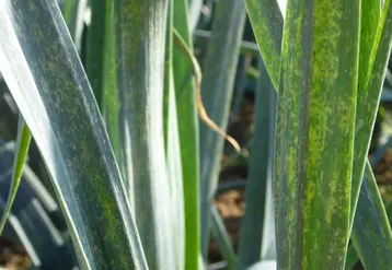 L’apport d’eau permet d’agir en rupture du cycle de reproduction du thrips en provoquant de la mortalité sur les adultes et les larves.