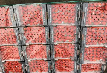 La fraise est cultivée à Plougastel-Daoulas depuis le XVIIIe siècle. © Association des producteurs ...