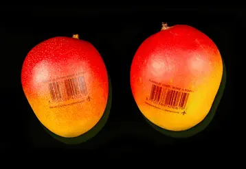 Afin de lutter contre le suremballage plastique, l’importateur rungissois Capexo lance deux innovations : la barquette bio-compostable et l’impression par encre alimentaire sur fruits et légumes exotiques. © Capexo_XavierPinon