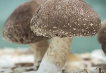 Avec la chapelle octroyée par la ville de Nantes, Le Champignon urbain entend commercialiser, en 2020, 7 t de champignons en circuits courts.  © Le Champignon urbain