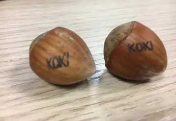 Dans chaque caisse, Koki glisse 5 à 10 % de noisettes gravées.  © Claire Tillier- FLD