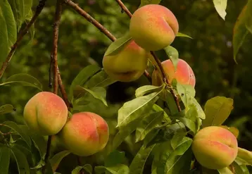 Concernant la récolte de fruits à noyau en Espagne, les situations sont contrastées d’une région productrice à l’autre. © PixHere
