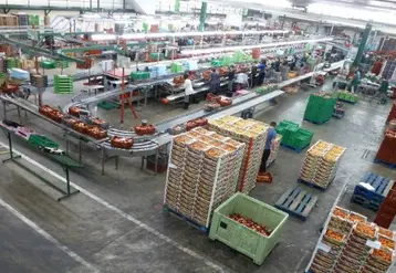 50 % de la main-d’œuvre saisonnière chez Métral Fruits connaît déjà le métier en station de tri et de conditionnement. © Métral Fruits